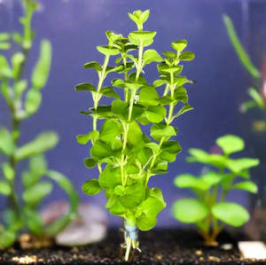 Aquatic Plants: Lysimachia Live Aquatic Plant