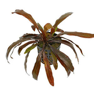Horemanii Red Sword Live Aquatic Plant
