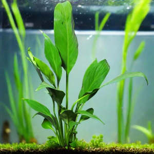 Aquatic Plants: Borneo Sword Live Aquatic Plant