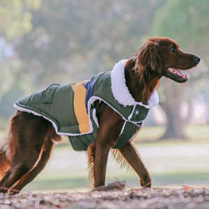 Dog Coats: Huskimo Lighting Bolt Olive Dog Coat