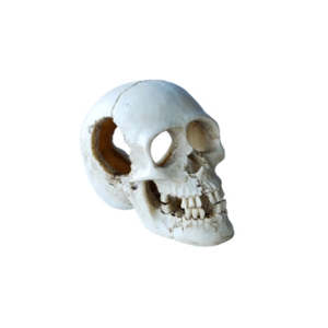 Aqua Care Fish Ornaments: Aqua Care Ornament Skull
