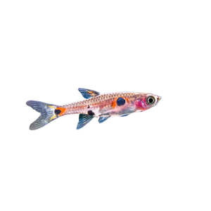 Best Selling: Dwarf Spotted Rasbora