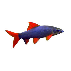 Rainbow Shark