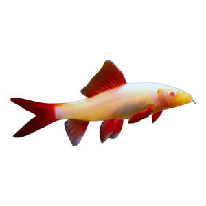 Albino Rainbow Shark