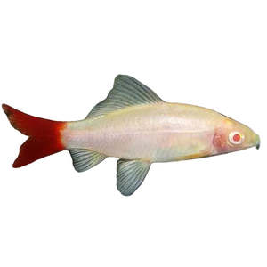 Best Selling: Albino Red Tail Shark