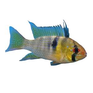 Best Selling: German Blue Ram