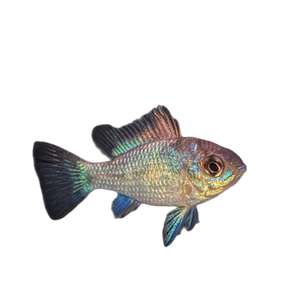 Best Selling: Electric Blue Ram Dwarf Cichlid