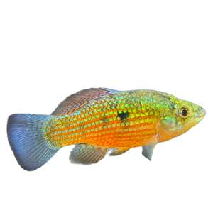Best Selling: American Flag Fish