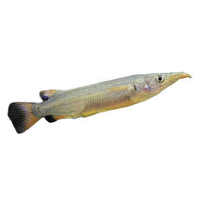 Best Selling: Celebes Halfbeak