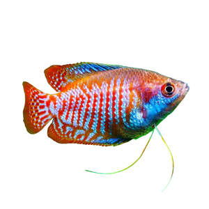 Live Fish: Neon Dwarf Gourami