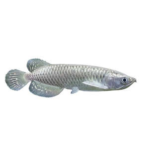 Live Fish: Pearl Jardini Arowana