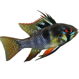 Dark Knight Ram Dwarf Cichlid