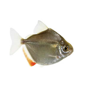 Live Fish: Silver Dollar