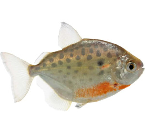 Live Fish: Spotted Silver Dollar