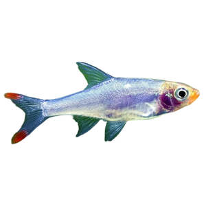 Asian Rummy Nose Rasbora Sawbwa Resplendens