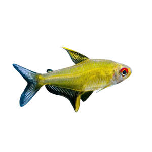 Live Fish: Lemon Tetra
