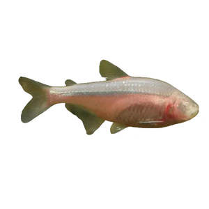 Live Fish: Blind Cave Tetra