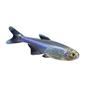 Live Fish: Cochu Blue Tetra