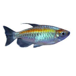 Live Fish: Congo Tetra