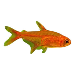 Ember Tetra