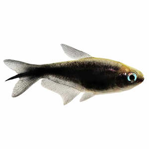 Live Fish: Black Emperor Tetra