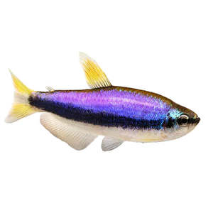 Live Fish: Blue Emperor Tetra
