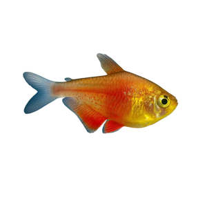 Live Fish: Gold Flame Tetra