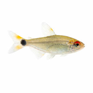Head & Tail Light Tetra
