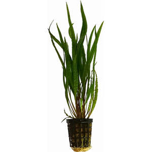 Aquatic Plants: Crypt Balansae Aquatic Plant