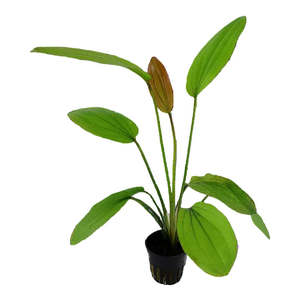 Aquatic Plants: Rose Sword Echinodorus Live Aquatic Plant