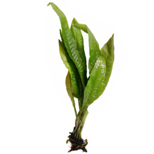 Java Fern Live Aquatic Plant