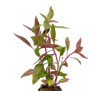 Aquatic Plants: Red Hygrophila Alternanthera Reineckii Live Aquatic Plant