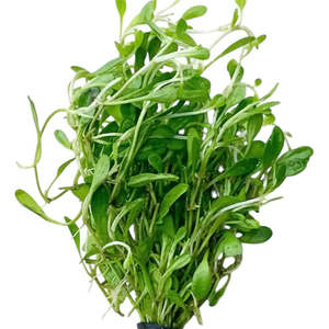 Glossostigma Carpeting Plant