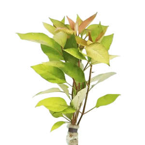 Hygrophila Cherry Leaf Corymbosa Live Aquatic Plant