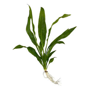 Amazon Sword Live Aquatic Plant