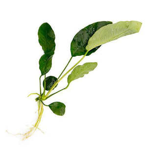 Aquatic Plants: Anubias Barteri