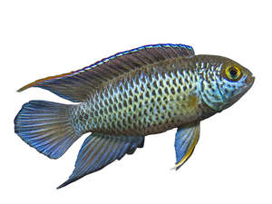 Best Selling: Golden Eye Dwarf Cichlid