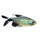 Reed Tetra
