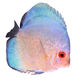 Pigeon Blue Discus