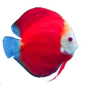 Best Selling: Red Melon Discus