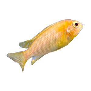 Albino Red Cheek Tropheops