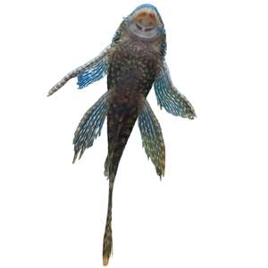 Live Fish: Longfin Spotted Bristlenose