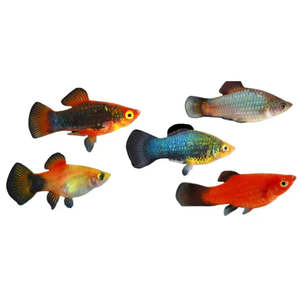 Live Fish: Assorted Platy Fish