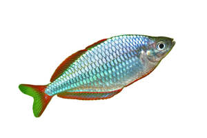 Live Fish: Neon Dwarf Rainbowfish