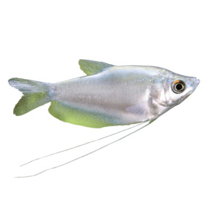 Best Selling: Moonlight Gourami