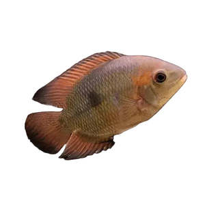 Chocolate Cichlid