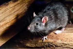 Products: Professional Site Inspection and Setup for DIY Rodent Control
