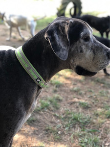 Truelove 1/2 Slip collar Pet Haven