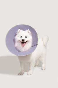 "Snap-On Cone-Shaped Elizabethan Collar Size XL