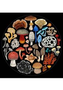 Puzzles: New Zealand Fungi 1000pc Jigsaw